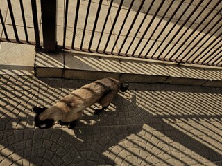 Siamese Cat Under Shadows. The shadow pattern contrasts interestingly with the textured floor and...