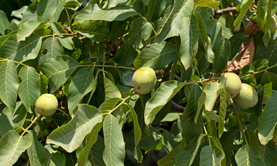 In mid-summer, you can see the maturing nuts and full leaves of the walnut tree (Juglans regia)