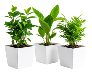 Obraz premium Set of Four Green Foliage Plants in White Square Pots, Isolate on Transparent Backgro