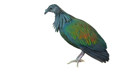 Nicobar Pigeon PNG [Caloenas nicobarica]. Exotic Tropical Bird with Iridescent Feathers Isolated for Wildlife, Nature, and Ornithology Designs
