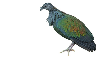 Nicobar Pigeon PNG [Caloenas nicobarica]. Exotic Tropical Bird with Iridescent Feathers Isolated for Wildlife, Nature, and Ornithology Designs