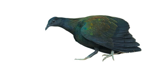 Nicobar Pigeon PNG [Caloenas nicobarica]. Exotic Tropical Bird with Iridescent Feathers Isolated for Wildlife, Nature, and Ornithology Designs