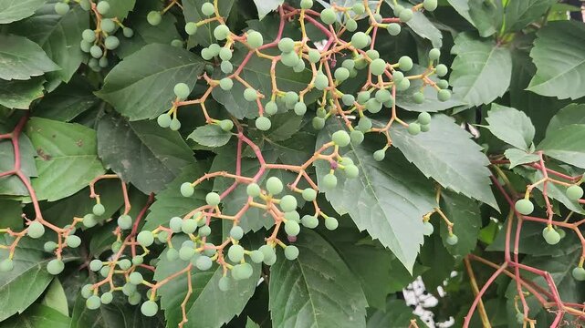 Virginia creeper makes for an impressive ornamental plant on walls in mid-summer with its fresh, green berries.