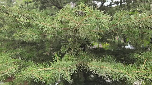 The branches of the cedar of Lebanon (Cedrus libani) sway gracefully in the wind.