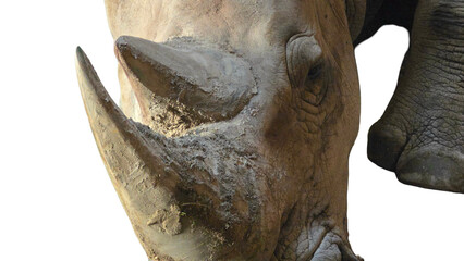 Square-Lipped Rhino Horn PNG [Ceratotherium simum]. Isolated Horn of White Rhinoceros for Wildlife Protection, Anatomy, and Anti-Poaching Designs