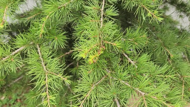 The branches of the cedar of Lebanon (Cedrus libani) sway gracefully in the wind.