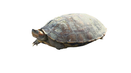 Red-Crowned Roof Turtle PNG [Batagur kachuga]. Critically Endangered Freshwater Turtle Isolated for Wildlife, Conservation, and Nature Education Designs