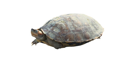 Red-Crowned Roof Turtle PNG [Batagur kachuga]. Critically Endangered Freshwater Turtle Isolated for...