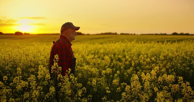 Old Farmer Walking In Fascinating Blooming Rape Field In Summer, Summer Vacation In Countryside