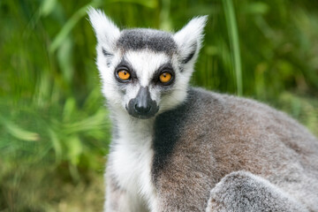 Obraz premium Ring Tailed Lemur Close up watches on