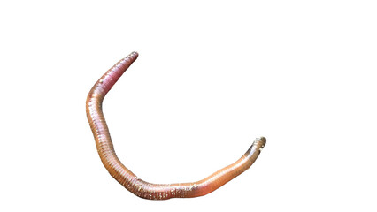 Earthworm PNG [Lumbricus terrestris]. Realistic Soil-Dwelling Worm Isolated for Biology, Composting, and Nature Education Designs
