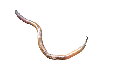 Earthworm PNG [Lumbricus terrestris]. Realistic Soil-Dwelling Worm Isolated for Biology, Composting, and Nature Education Designs