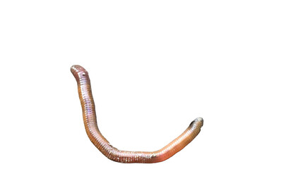 Earthworm PNG [Lumbricus terrestris]. Realistic Soil-Dwelling Worm Isolated for Biology, Composting, and Nature Education Designs