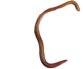 Earthworm PNG [Lumbricus terrestris]. Realistic Soil-Dwelling Worm Isolated for Biology, Composting, and Nature Education Designs