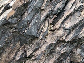 rocks in nature. small pieces of stone. mountain. rock. White color. forest area. marble. coal