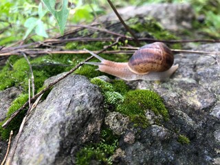 Close-up video of a horned snail walking slowly along a mossy rock, giving life and passage to nature.