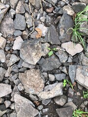 rocks in nature. small pieces of stone. mountain. rock. White color. forest area. marble. coal