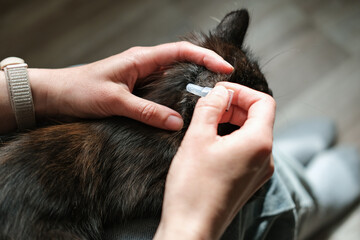 Female hands applies flea and tick repellent to the back of cat's neck, emphasizing precise pet...