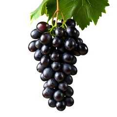 Fototapeta premium Glossy black grapes hanging in a bunch