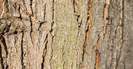 Close-up beech bark texture – detailed wood trunk surface in high resolution
