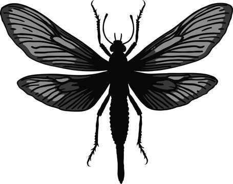 Greyscale mayfly or dobsonfly vector silhouette illustration Stylized insect with detailed patterned wings for a nature or entomology design