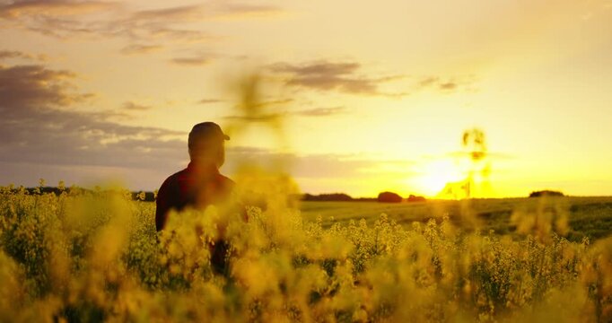 Agronomist In Blooming Rape Fields In Summer, Old Man Admiring Beautiful Sunset Or Sunrise
