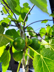 Sunlit Green Figs on Fig Tree Branch