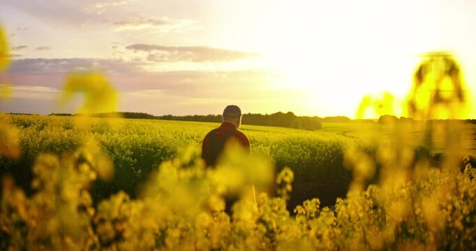 Fascinating Sunset Or Sunrise Above Blooming Rape Plantation In Farmland, Farmer Walking Alone