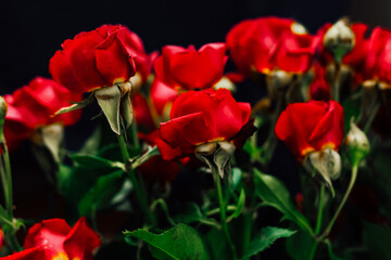 Obraz premium Vibrant red roses displayed elegantly at a local flower market in the afternoon light