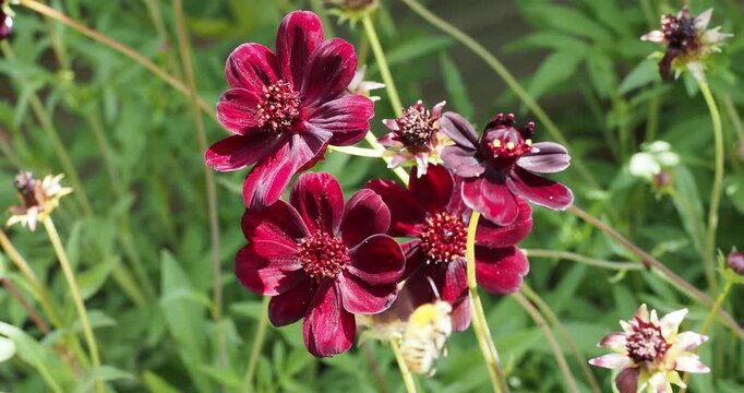  A Common carder bee (Bombus pascuorum) frantically collecting pollen from chocolate cosmos (Cosmos atrosanguineus)
