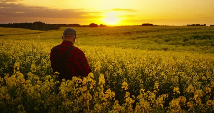 Breathtaking Sunrise Above Beautiful Farmland With Blooming Rape Plantation, Farmer Admiring Field