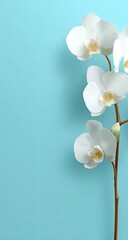Delicate white orchid against a pastel blue backdrop