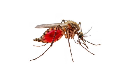 Mosquito carrying blood isolated on transparent background