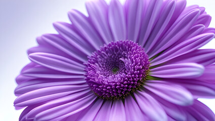 Purple daisy flower close-up on a clean white backdrop highlighting its vibrant petals and floral charm