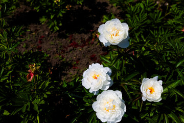 Beautiful white peonies blooming in a garden during the warm summer afternoon