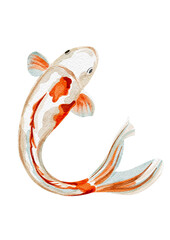 Carp illustration in watercolor, Japanese fish without background