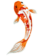 Carp illustration in watercolor, Japanese fish without background