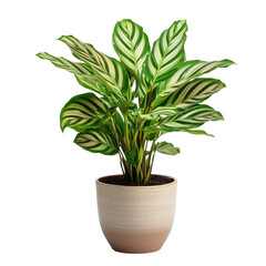 Calathea Zebrina Potted Plant Isolated on transparent Background