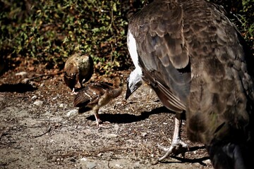 Pfau Familie