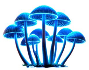 Vibrant red chrysanthemum flower with green leaves