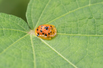 Aspidimorpha miliaris is a widespread Asian species of beetles belonging to the family Chrysomelidae