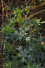 A close-up shot of a thorny green plant with small, white flowers and water droplets on its leaves, illuminated by natural light.
