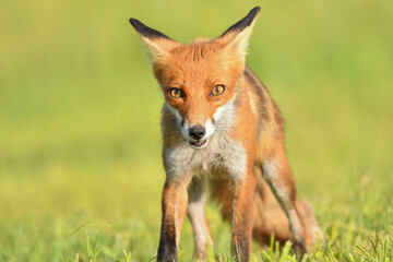 Fuchs frontal
