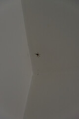 A small, dark spider is seen on a pale wall, its silhouette creating a stark contrast against the simple, neutral-toned background.