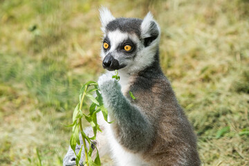Obraz premium Ring Tailed Lemur Close up watches on