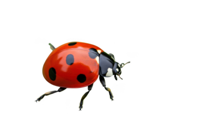 A red ladybug with black spots is isolated on transparent background