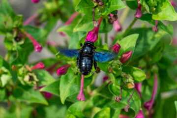 A large, black carpenter bee with shimmering blue wings is captured in a head-on view, hovering near a vibrant pink Mirabilis jalapa (Four O'Clock) flower and green foliage.