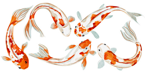 Carp illustration in watercolor, drawings of fish without background