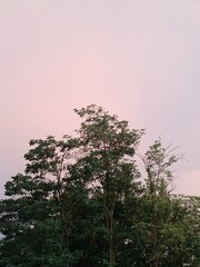 Locust tree and sunset