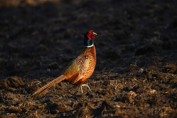 Fototapeta premium Jagdfasan